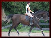 Breaking young horses