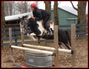Horse for Sale