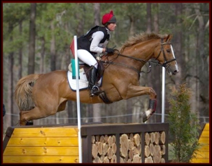 Horse for Sale