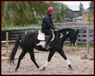 Horse for Sale
