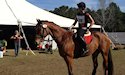 horse, equine, equestrian, riding, dressage, training