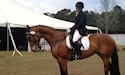 horse, equine, equestrian, riding, dressage, training