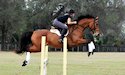 horse, equine, equestrian, riding, dressage, training