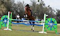 horse, equine, equestrian, riding, dressage, training