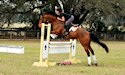horse, equine, equestrian, riding, dressage, training