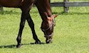 horse, equine, equestrian, dressage, training