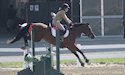 horse, equine, equestrian, riding, dressage, training