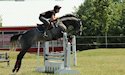 horse, equine, equestrian, riding, dressage, training