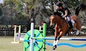 horse, equine, equestrian, riding, dressage, training