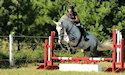 horse, equine, equestrian, riding, dressage, training
