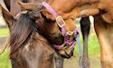 horse, equine, equestrian, riding, dressage, training