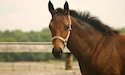 horse, equine, equestrian, riding, dressage, training
