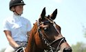 horse, equine, equestrian, riding, dressage, training