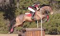 horse, equine, equestrian, riding, dressage, training
