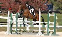 horse, equine, equestrian, riding, dressage, training