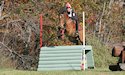 horse, equine, equestrian, riding, dressage, training