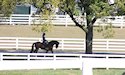horse, equine, equestrian, riding, dressage, training