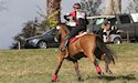 horse, equine, equestrian, riding, dressage, training