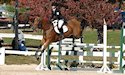 horse, equine, equestrian, riding, dressage, training