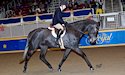 horse, equine, equestrian, riding, dressage, training