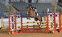 horse, equine, equestrian, riding, dressage, training