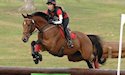horse, equine, equestrian, riding, dressage, training