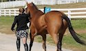 horse, equine, equestrian, riding, dressage, training