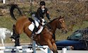 horse, equine, equestrian, riding, dressage, training