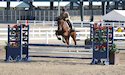 horse, equine, equestrian, riding, dressage, training