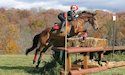 horse, equine, equestrian, riding, dressage, training