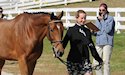horse, equine, equestrian, riding, dressage, training