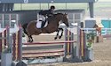 horse, equine, equestrian, riding, dressage, training