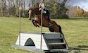 horse, equine, equestrian, riding, dressage, training