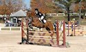 horse, equine, equestrian, riding, dressage, training