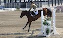 horse, equine, equestrian, riding, dressage, training