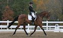 horse, equine, equestrian, riding, dressage, training