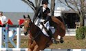 horse, equine, equestrian, riding, dressage, training