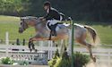 horse, equine, equestrian, riding, dressage, training