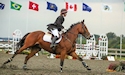 horse, equine, equestrian, riding, dressage, training