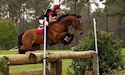 horse, equine, equestrian, riding, dressage, training