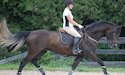 horse, equine, equestrian, riding, dressage, training