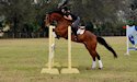 horse, equine, equestrian, riding, dressage, training